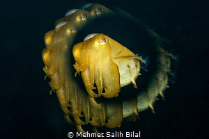 Cuttlefish with a creative filter. by Mehmet Salih Bilal 